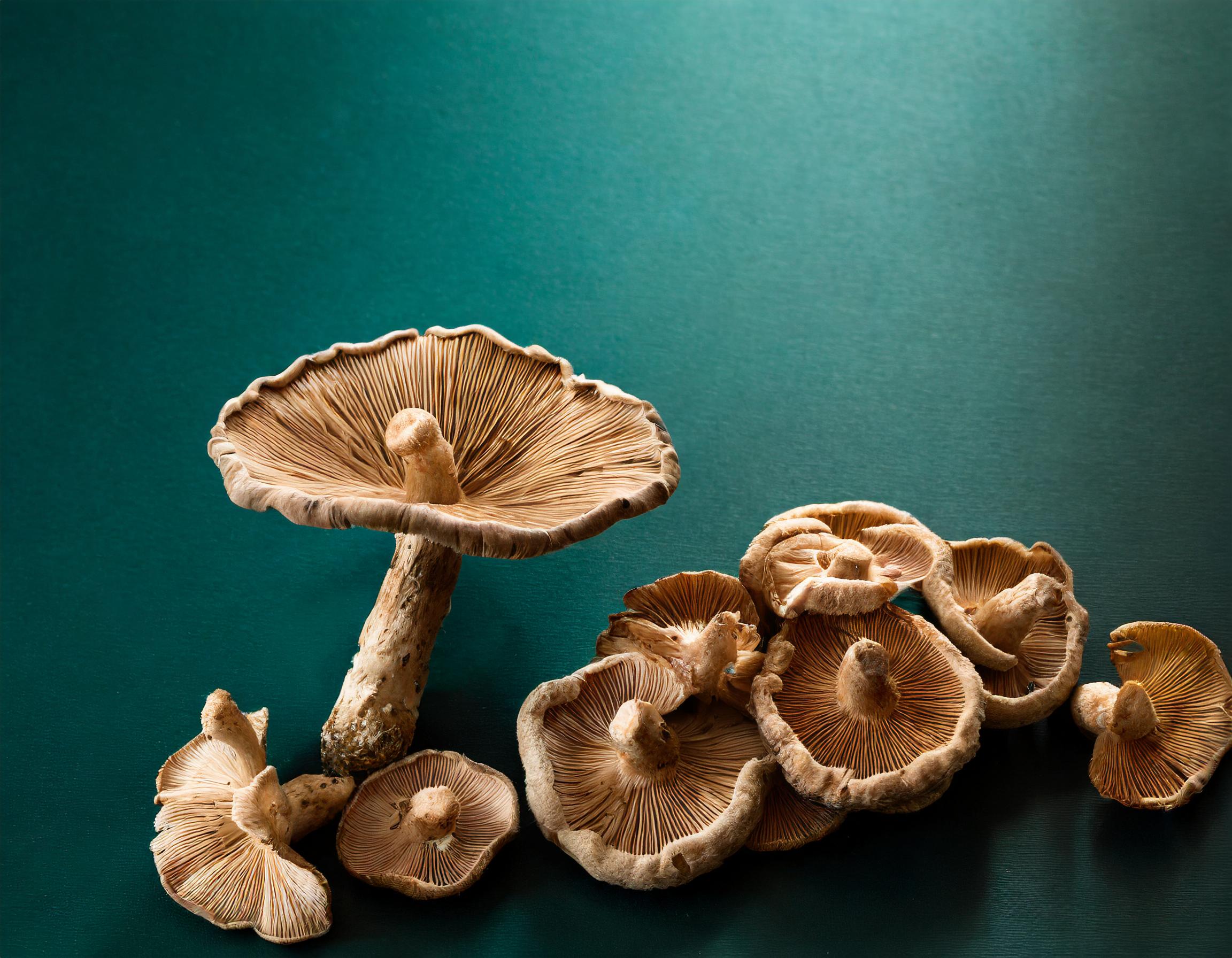 Firefly Therapeutic mushroom, teal and black background 87655 Most Potent Mushrooms