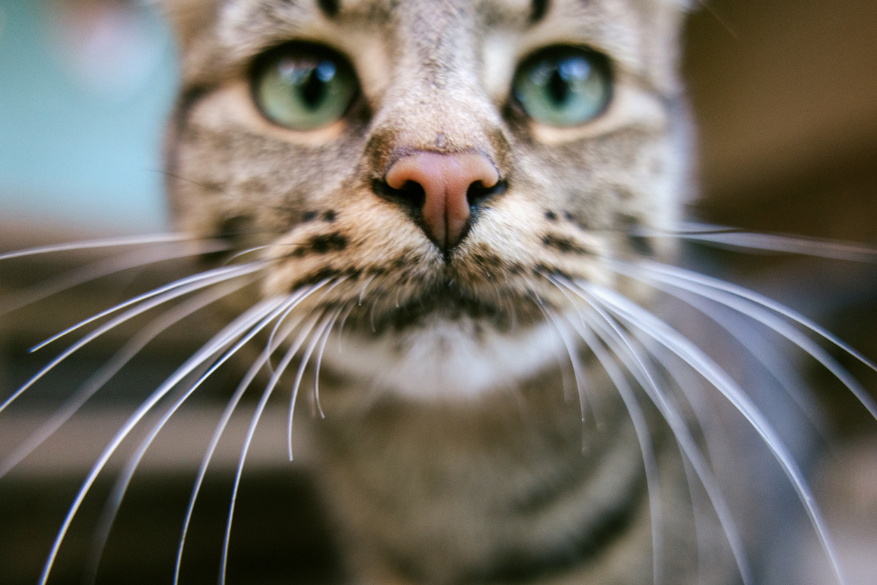 medicinal mushrooms for cats